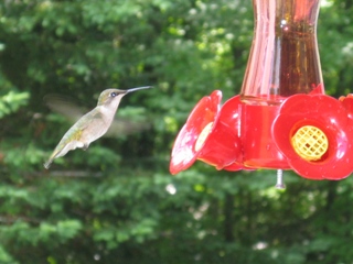 Hummingbird at the feeder