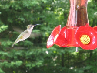 Hummingbird at the feeder