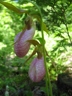 Lady slippers